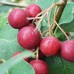 Cotoneaster multiflorus Gyümölcs