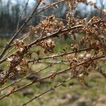 Solidago altissima फल