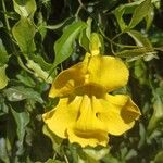 Dolichandra unguis-cati Blomst