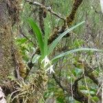 Jumellea triquetra ശീലം