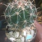 Ferocactus emoryi Bark