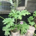 Pelargonium graveolensপাতা