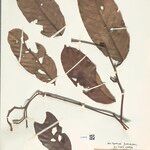 Mabea angularis Hoja