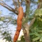 Acacia farnesiana Fruit