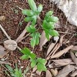 Lygodium venustum 葉