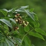 Sorbus sambucifolia Õis