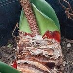 Haemanthus coccineus पत्ता