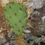 Opuntia dillenii Leaf