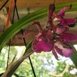 Cattleya bicolor Virág