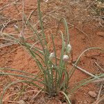 Allium drummondii Habitus