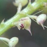 Polystachya stuhlmannii Flower