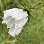 Cosmos bipinnatusFlower