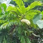 Pentaclethra eetveldeana Flower