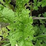 Senecio doria Leaf