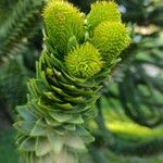 Araucaria angustifolia Leaf