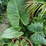 Alocasia macrorrhizos Levél