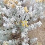 Achillea maritima Blomst