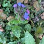 Pulmonaria officinalis পাতা