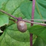 Dioscorea polystachya Fruto