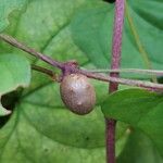 Dioscorea polystachya ഫലം