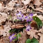 Viola collina Flor