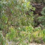 Eucalyptus viminalis Leaf