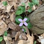 Viola canadensis 花