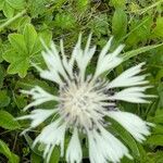 Centaurea cheiranthifolia Blodyn