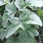 Heracleum sphondylium Leaf