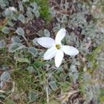 Nicotiana longiflora Кветка