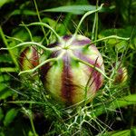 Nigella damascena Fruit