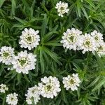 Iberis ciliata Flower