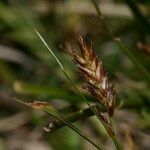 Blysmus compressus Fula