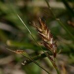 Blysmus compressus Floare