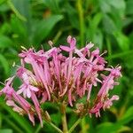 Centranthus angustifolius Квітка