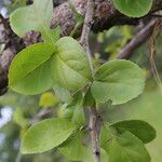 Flacourtia indica Blatt