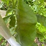 Lactuca floridana Hoja