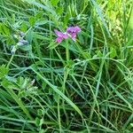 Vicia sativa Habitus