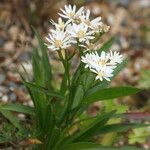 Solidago ptarmicoides 花