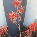 Aloe chabaudii Blüte