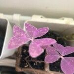 Oxalis triangularis पत्ता