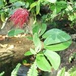 Calliandra tergemina পাতা