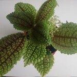 Pilea mollis Frunză