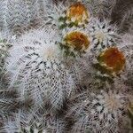 Echinocereus reichenbachii Fleur