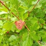 Rhus aromatica Fruit