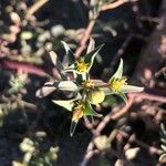 Euphorbia terracina Blomst