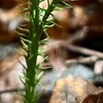 Lycopodium dendroideum Corteccia