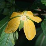 Ludwigia octovalvis Flower