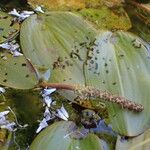 Potamogeton natans Leaf