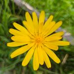 Tragopogon orientalis Flower